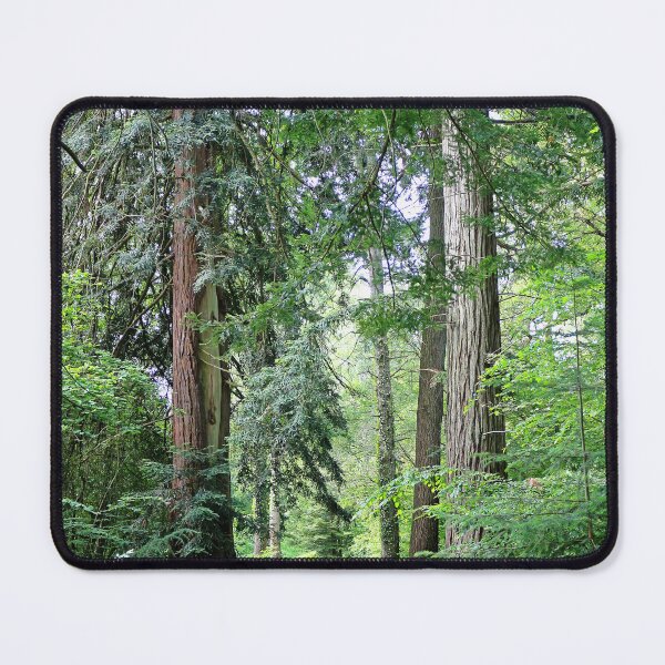 Item preview, Lush Woodland Path Through Ancient Tall Trees designed and sold by pinkal.