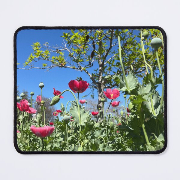 Item preview, Pink Flowers on a Sunny Day designed and sold by Catherine Kerr.