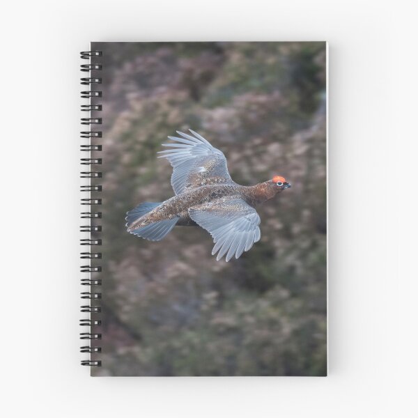 Item preview, Red Grouse in flight designed and sold by wildlifephoto.
