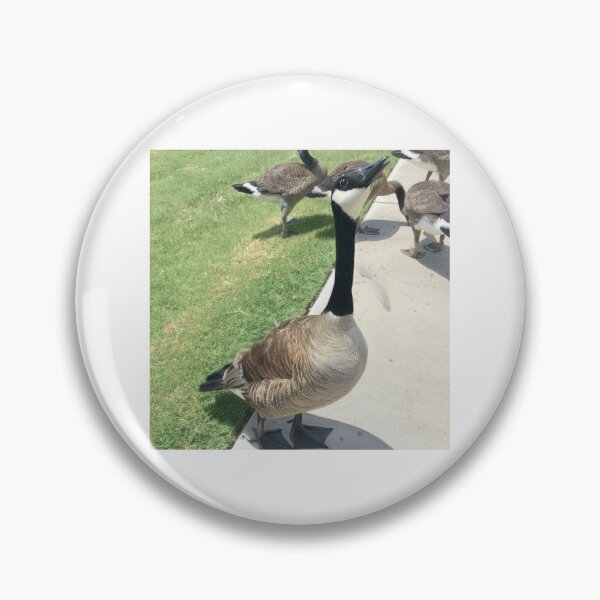 Item preview, Canada Geese Flock Real Photo Print designed and sold by KaleChub.