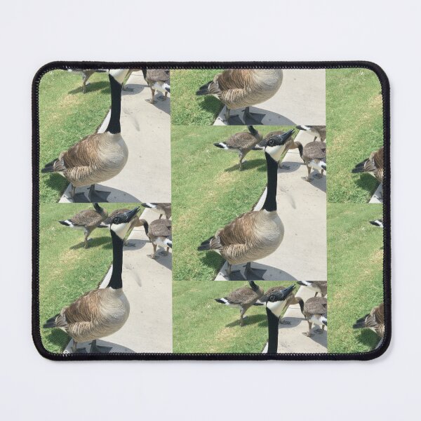 Item preview, Canada Geese Flock Real Photo Print designed and sold by KaleChub.