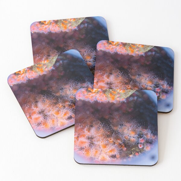 Item preview, Coral Reefs at the Monterey Bay Aquarium designed and sold by timmyschmidt92.