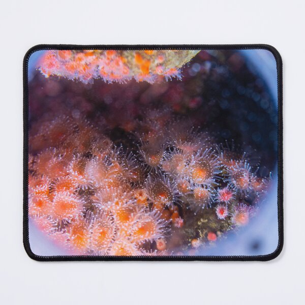 Item preview, Coral Reefs at the Monterey Bay Aquarium designed and sold by timmyschmidt92.