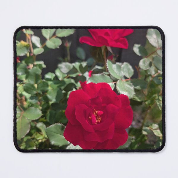 Item preview, Red Rose Photograph designed and sold by JennySolidago.