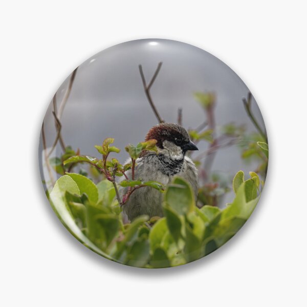 Item preview, A House Sparrow in Gower designed and sold by TomRomanPhotos.