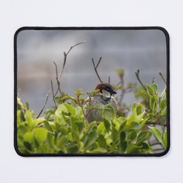 Item preview, A House Sparrow in Gower designed and sold by TomRomanPhotos.