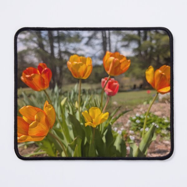Item preview, Tulips Photograph designed and sold by JennySolidago.