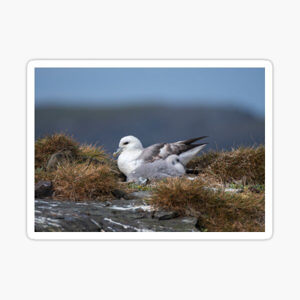 Item preview, Fulmar and chick designed and sold by wildlifephoto.