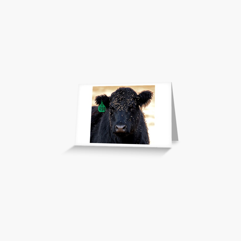 Burr-Faced Calf Greeting Card