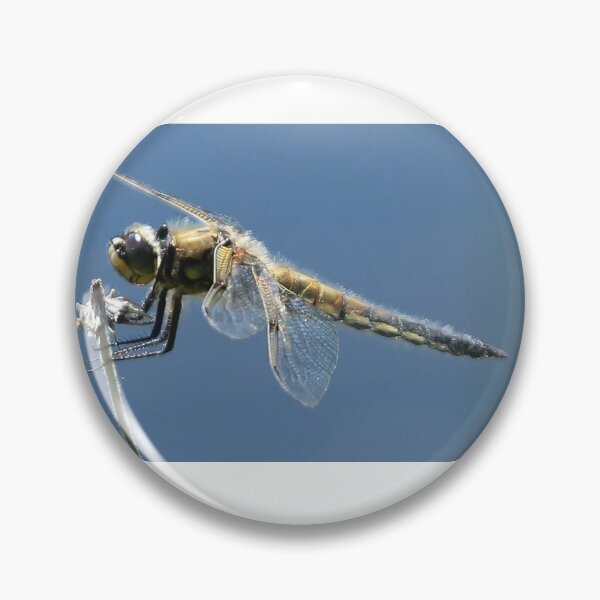 Item preview, 4 Spotted Chaser Dragonfly designed and sold by Skate5.