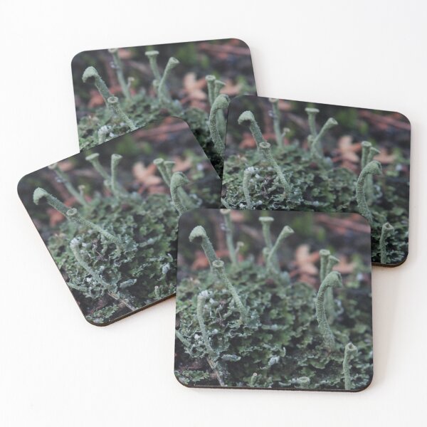 Item preview, Miniature Forest Pixie Cup Lichen Macro designed and sold by vikko-art.
