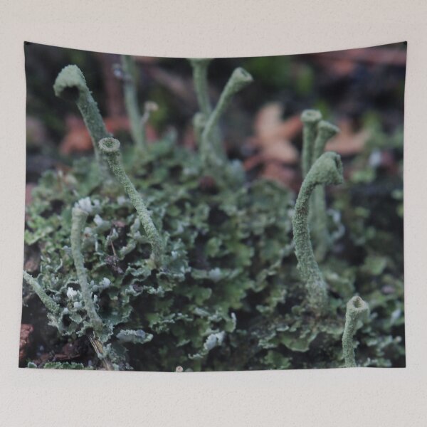 Item preview, Miniature Forest Pixie Cup Lichen Macro designed and sold by vikko-art.