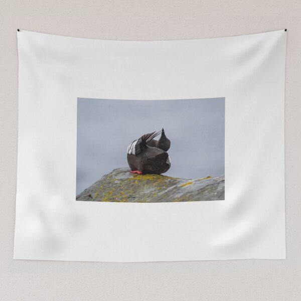 Item preview, Black Guillemot preening designed and sold by wildlifephoto.