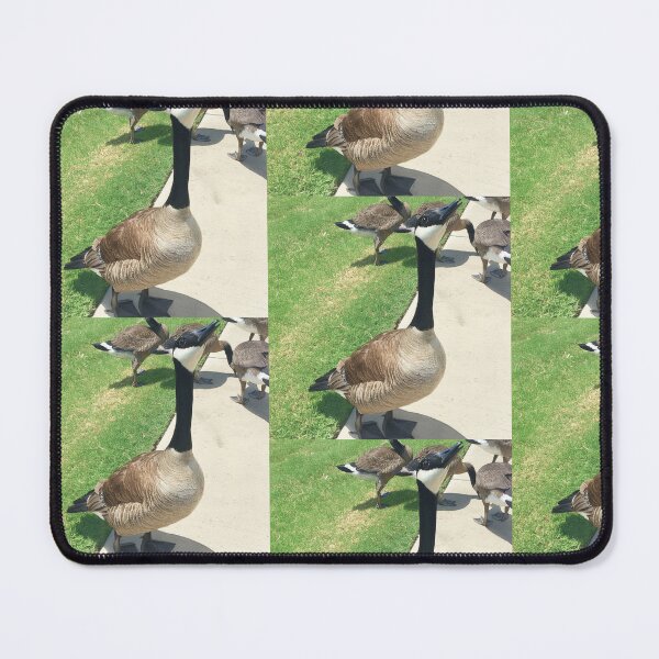 Item preview, Canada Geese Flock Real Photo Print designed and sold by KaleChub.