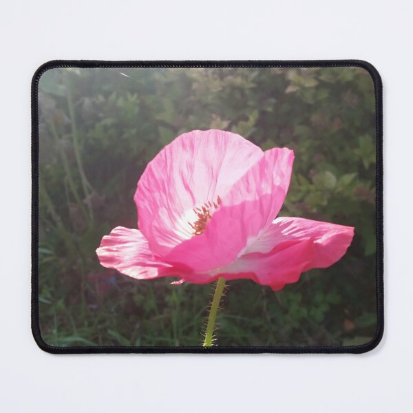 Item preview, Pink Poppy in Sunlight designed and sold by CalmnessbyChoice.