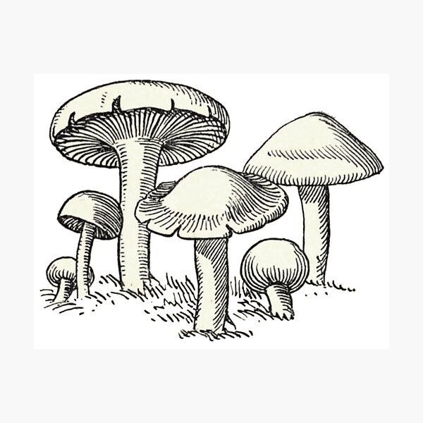 Item preview, Mushroom Garden, Vintage Mushroom Drawing  designed and sold by HawthorneFlame.