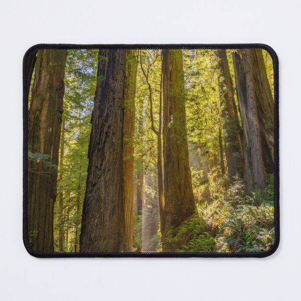 Item preview, Towering Redwoods Path designed and sold by CopperSkyPhoto.