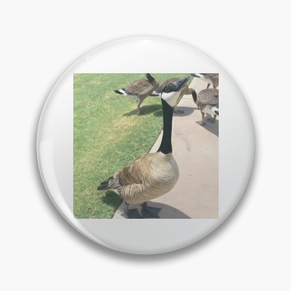 Item preview, Canada Geese Flock Real Photo Print designed and sold by KaleChub.