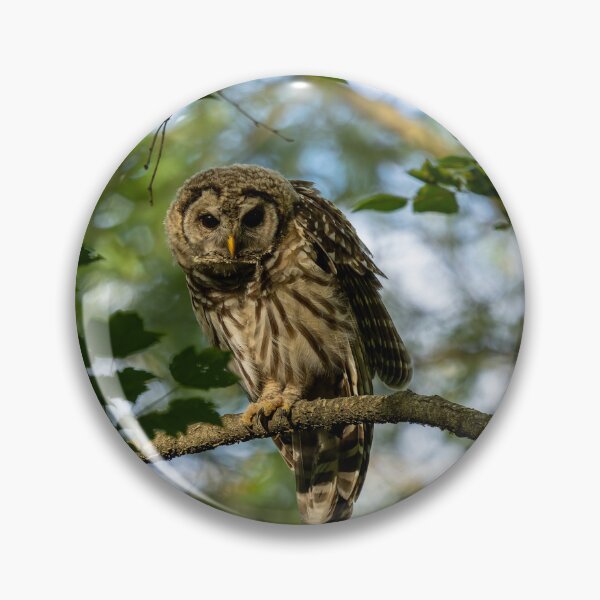 Item preview, Owl Stretching designed and sold by HaleWildlife.