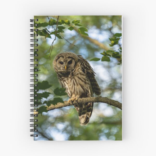 Item preview, Owl Stretching designed and sold by HaleWildlife.