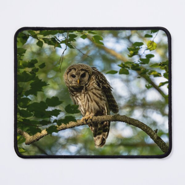 Item preview, Owl Stretching designed and sold by HaleWildlife.