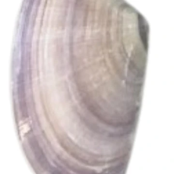 Artwork thumbnail, Shell by laurenodegard