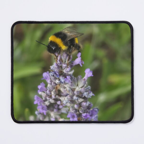 Item preview, Bumble Bee lavender nature insect designed and sold by littlegreennote.