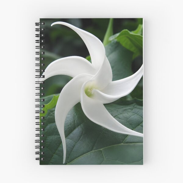 Item preview, Jimson Weed Flower designed and sold by Vicky Brago-Mitchell®.