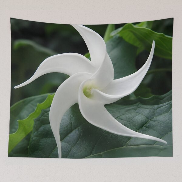 Item preview, Jimson Weed Flower designed and sold by Vicky Brago-Mitchell®.