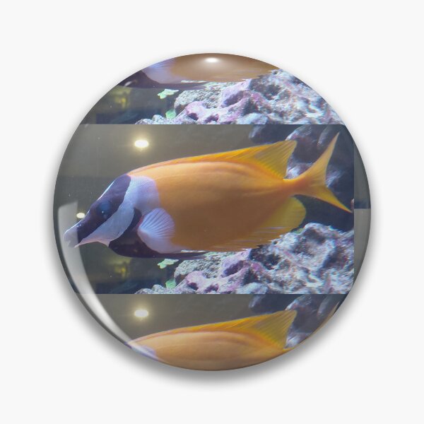 Artikelvorschau, Fuchsgesicht-Kaninchenfisch, tropischer Rifffisch, Unterwasserfotografie entworfen und verkauft von pbchan.