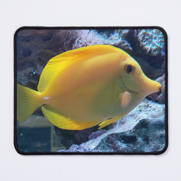 Item preview, Golden Yellow Tang  Tropical Saltwater Fish Photography designed and sold by pbchan.