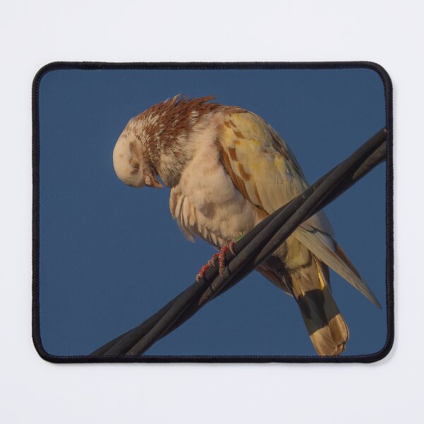 Item preview, Sleepy Pigeon  designed and sold by Ralph Goldsmith.