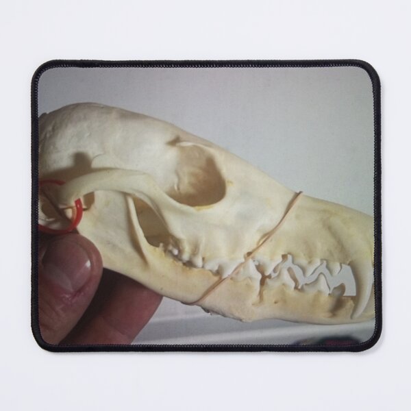 Item preview, Hand Holding Animal Skull designed and sold by pfijland.