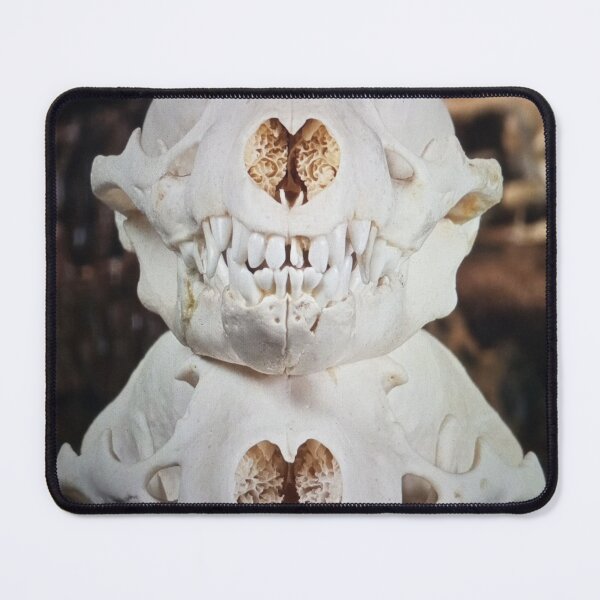 Item preview, Animal Skulls Display designed and sold by pfijland.