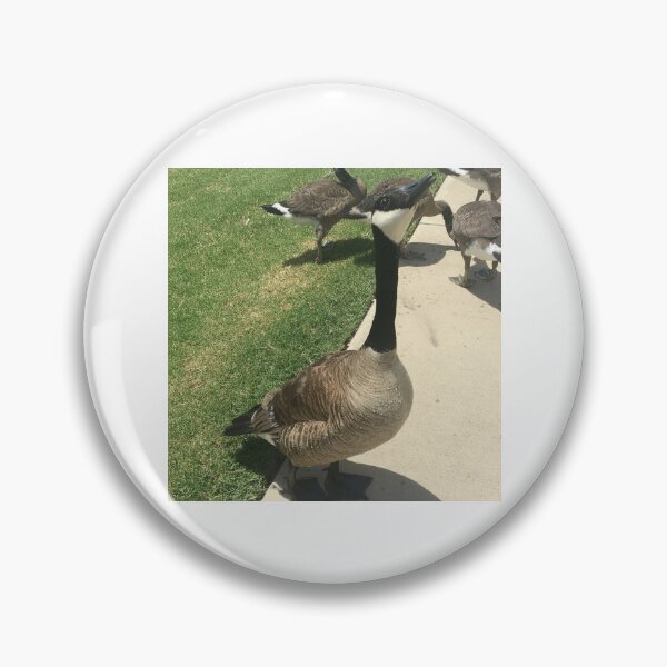 Item preview, Canada Geese Flock Real Photo Print designed and sold by KaleChub.