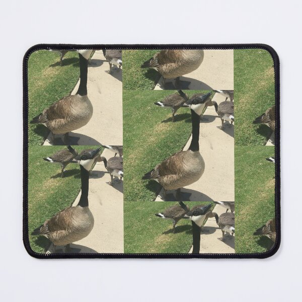 Item preview, Canada Geese Flock Real Photo Print designed and sold by KaleChub.