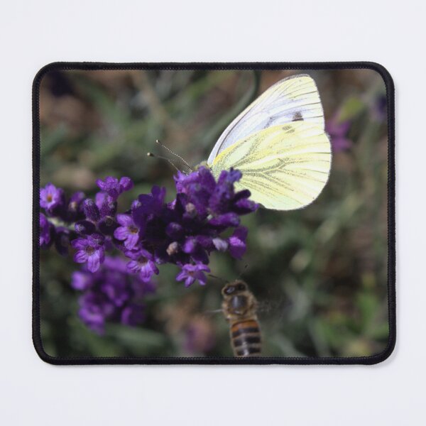 Item preview, Butterfly, bee and lavender photograph designed and sold by Natimo-Studio.