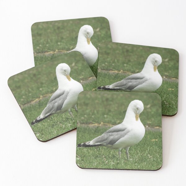 Item preview, American Herring Gull Preening designed and sold by HematiteDesign.