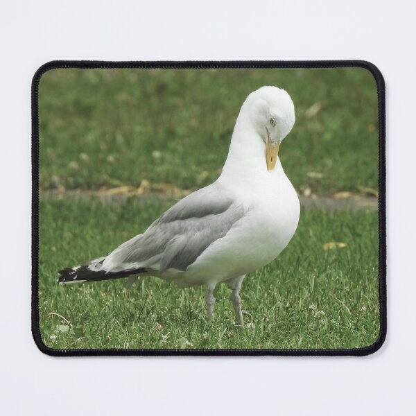 Item preview, American Herring Gull Preening designed and sold by HematiteDesign.