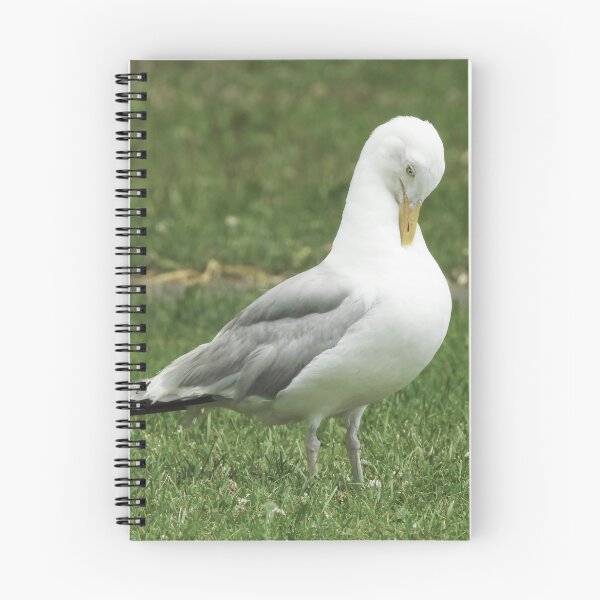 Item preview, American Herring Gull Preening designed and sold by HematiteDesign.