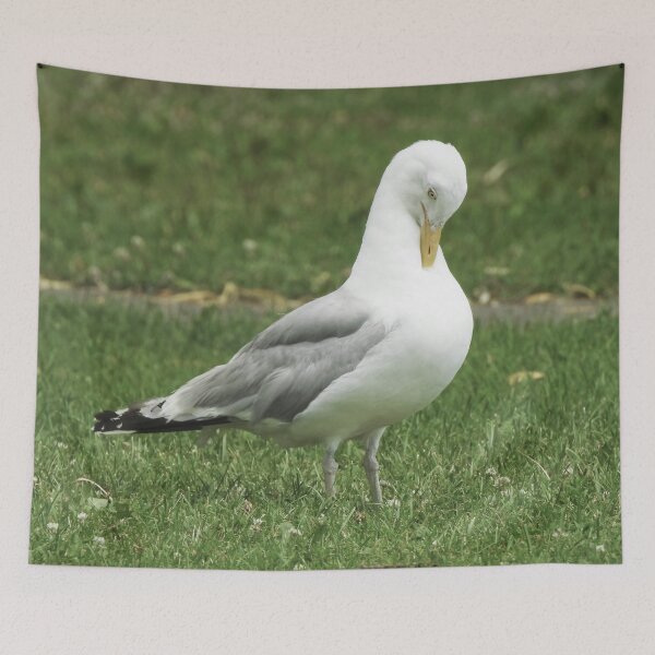 Item preview, American Herring Gull Preening designed and sold by HematiteDesign.