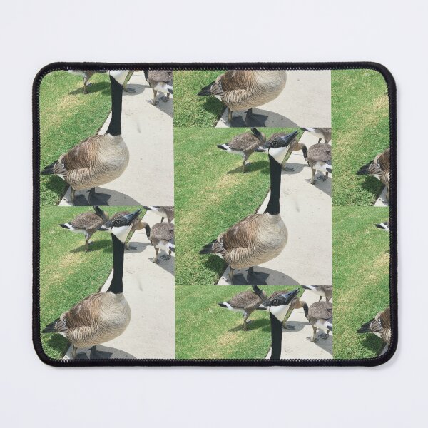 Item preview, Canada Geese Flock Real Photo Print designed and sold by KaleChub.