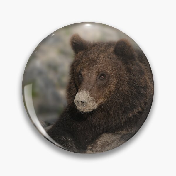 Item preview, Grizzly Bear With A Sandy Nose designed and sold by rawshutterbug.