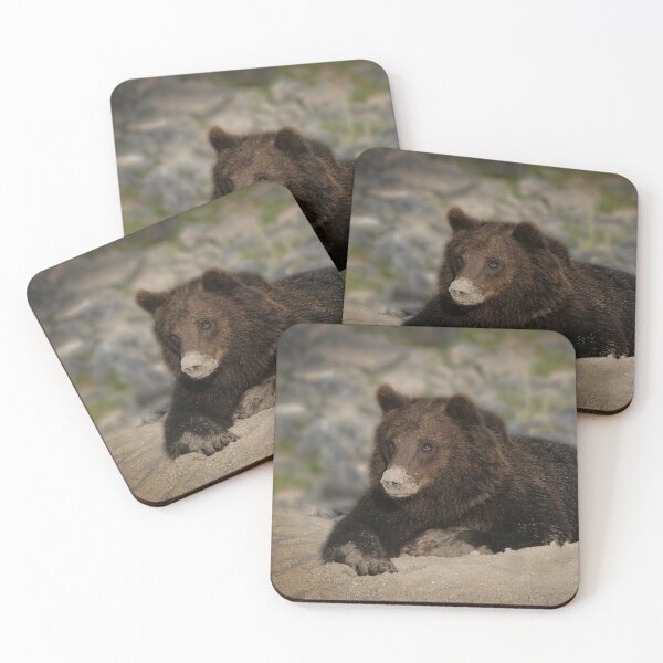 Item preview, Grizzly Bear With A Sandy Nose designed and sold by rawshutterbug.