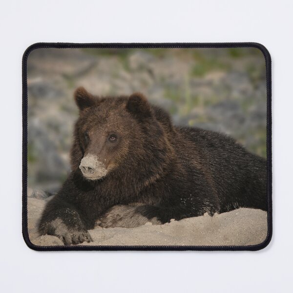 Item preview, Grizzly Bear With A Sandy Nose designed and sold by rawshutterbug.