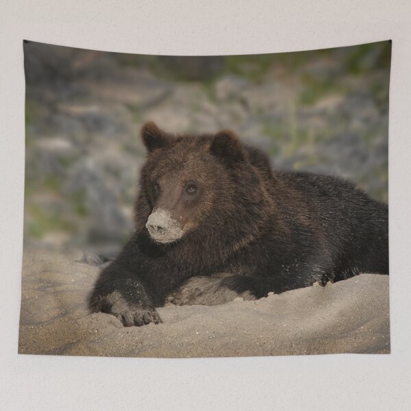 Item preview, Grizzly Bear With A Sandy Nose designed and sold by rawshutterbug.