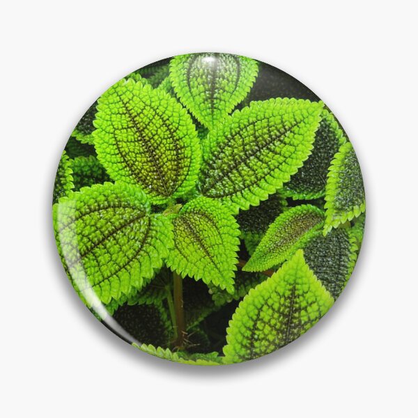 Item preview, Pilea Mollis Moon Valley Plant designed and sold by Kmrphotostn.