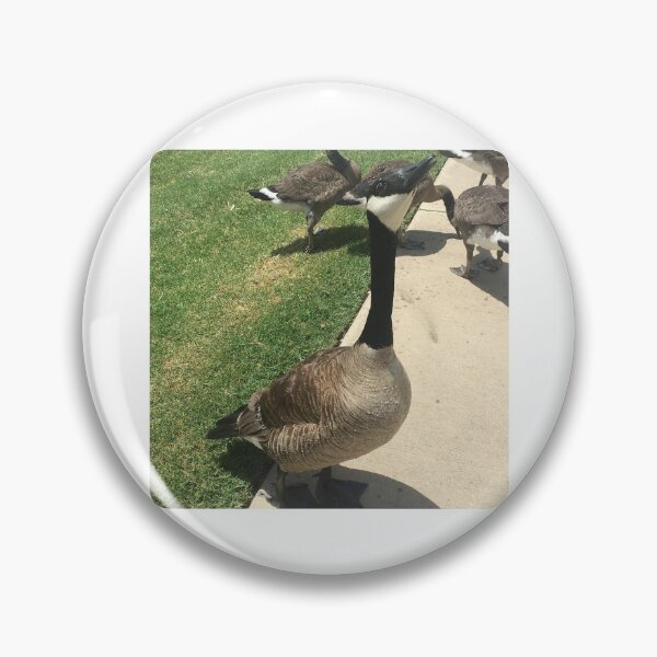 Item preview, Canada Geese Flock Real Photo Print designed and sold by KaleChub.