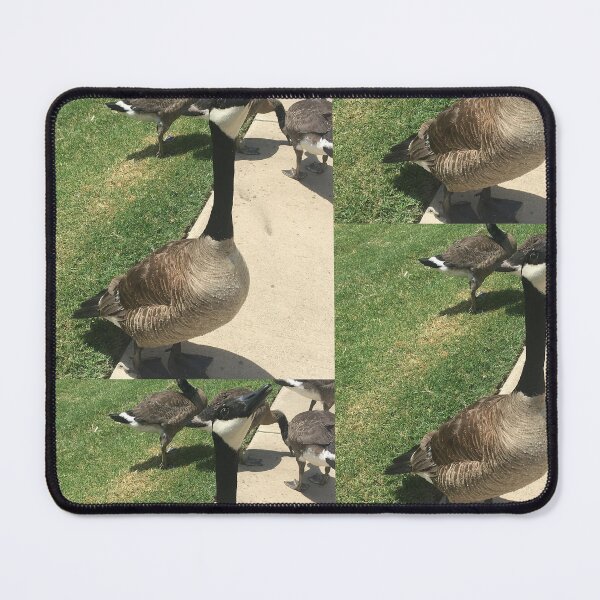 Item preview, Canada Geese Flock Real Photo Print designed and sold by KaleChub.