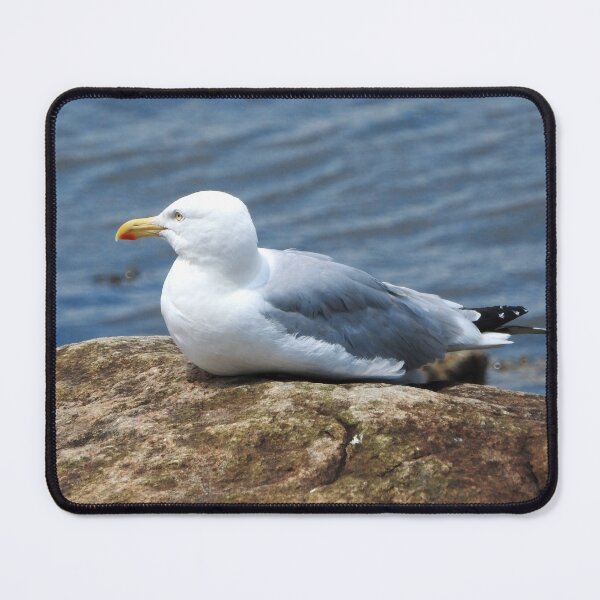 Item preview, American Herring Gull on Rock designed and sold by HematiteDesign.